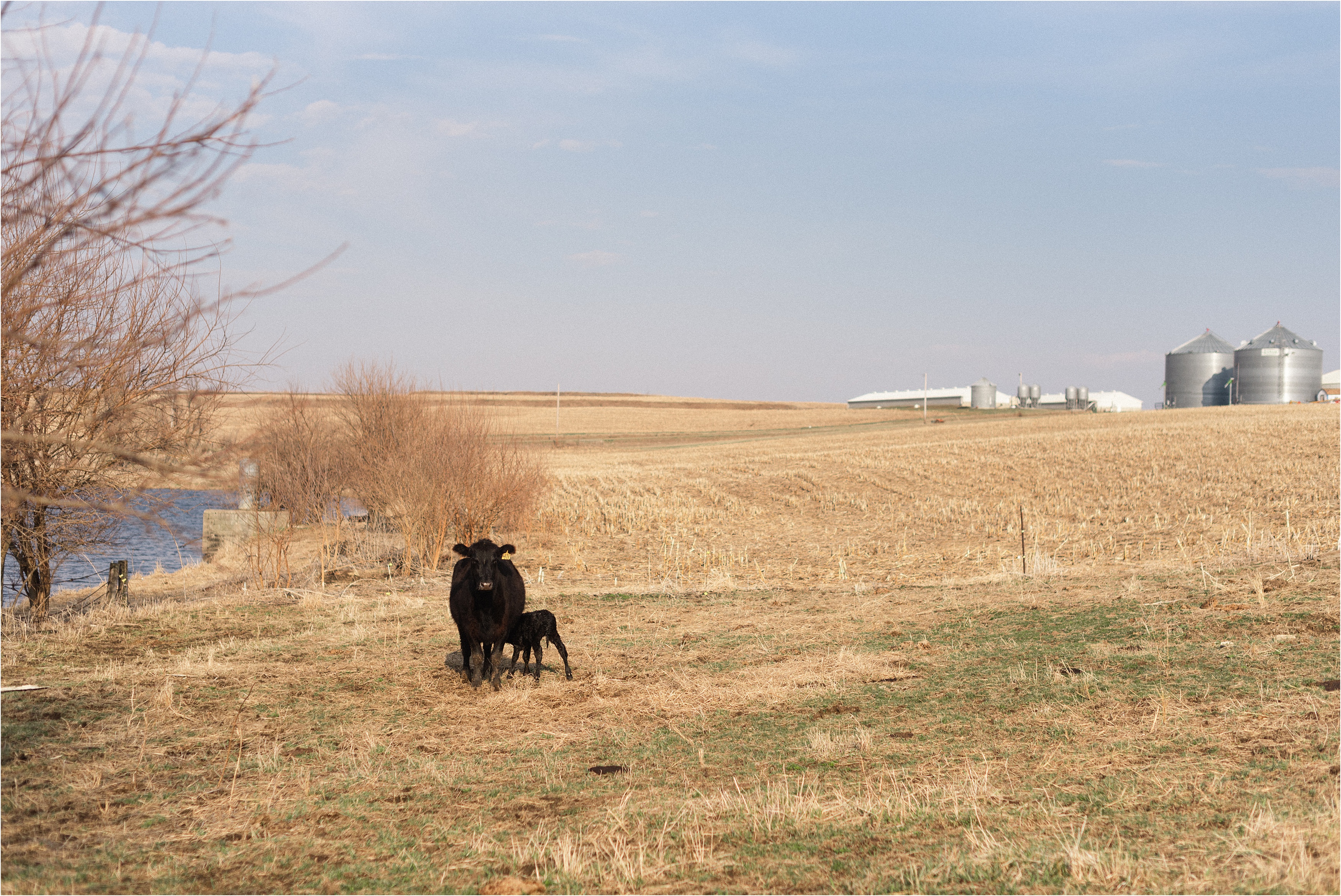 Spring on the Farm Harlan Iowa_0009.jpg