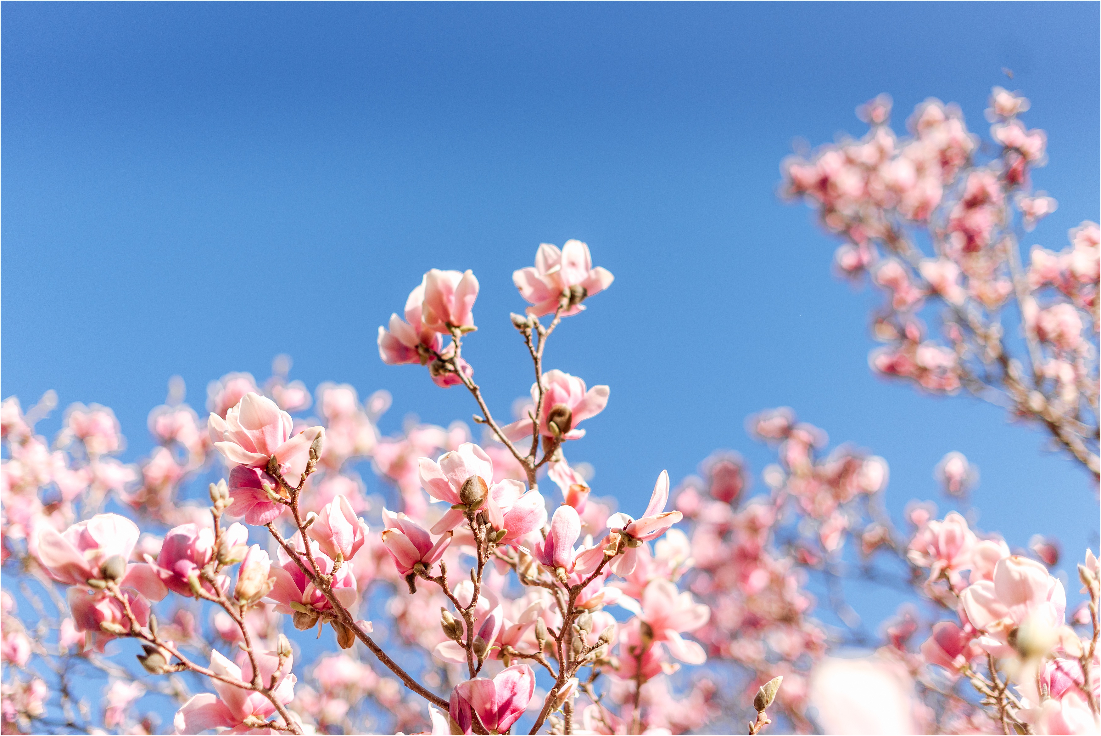 Spring on the Farm Harlan Iowa_0017.jpg